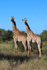 Giraffe / Giraffe / Giraffa camelopardalis