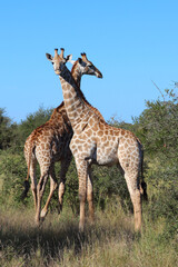 Giraffe / Giraffe / Giraffa camelopardalis