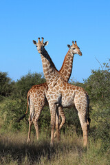 Giraffe / Giraffe / Giraffa camelopardalis