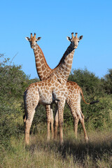 Giraffe / Giraffe / Giraffa camelopardalis