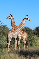 Obraz premium Giraffe / Giraffe / Giraffa camelopardalis