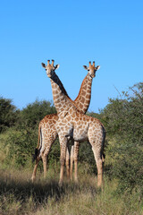 Giraffe / Giraffe / Giraffa camelopardalis
