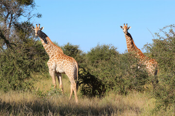 Giraffe / Giraffe / Giraffa camelopardalis