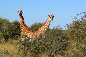 Giraffe / Giraffe / Giraffa camelopardalis