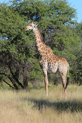 Giraffe / Giraffe / Giraffa camelopardalis