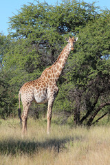 Giraffe / Giraffe / Giraffa camelopardalis