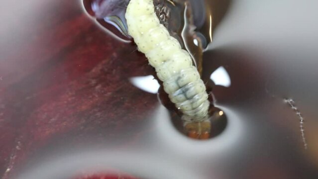 Borer larva (Cydia araucariae) of the pine nut fruit of Araucaria angustifolia