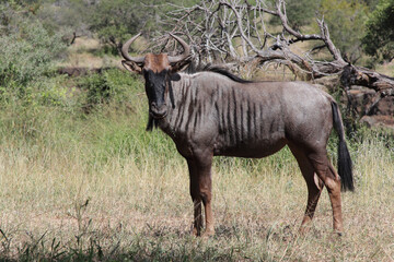 Streifengnu / Blue wildebeest / Connochaetes taurinus