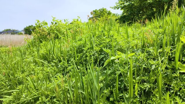 草ぼうぼうの空き地