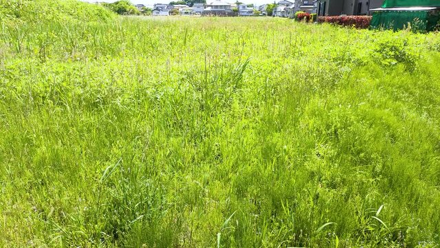 草ぼうぼうの空き地