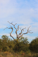 Afrikanischer Busch - Krügerpark - Südafrika / African Bush - Kruger Park - South Africa /