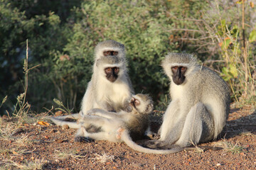 Grüne Meerkatze / Vervet monkey / Cercopithecus aethiops ..