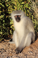 Grüne Meerkatze / Vervet monkey / Cercopithecus aethiops .