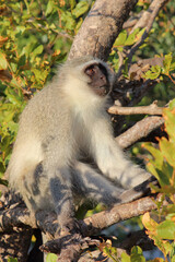 Grüne Meerkatze / Vervet monkey / Cercopithecus aethiops .