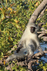 Grüne Meerkatze / Vervet monkey / Cercopithecus aethiops .