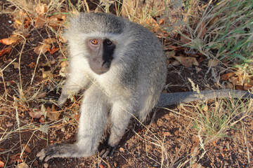 Grüne Meerkatze / Vervet monkey / Cercopithecus aethiops .