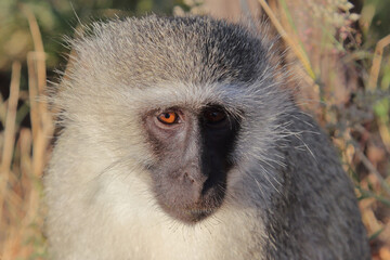 Grüne Meerkatze / Vervet monkey / Cercopithecus aethiops .