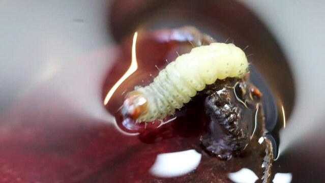 Borer larva (Cydia araucariae) of the pine nut fruit of Araucaria angustifolia
