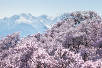 満開の桜と残雪の山々