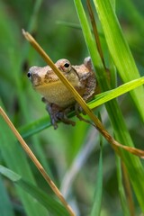 A small spring peeper, a tiny frog no larger than a thumb, clings to a blade of grass with delicate precision.