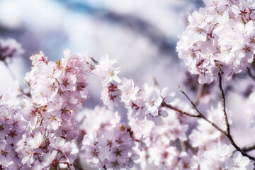 満開のタカトオコヒガンザクラ