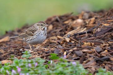 Perky Savannah Sparrow Investigates a Garden