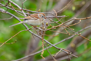 Handsome Field Sparrow Portrait in Spring