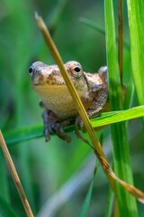 A small spring peeper, a tiny frog no larger than a thumb, clings to a blade of grass with delicate precision.
