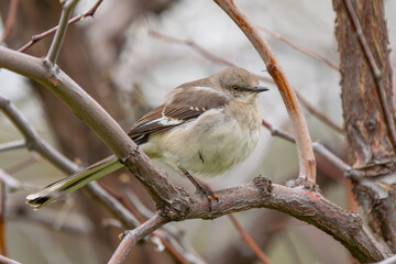 Northern Mockingbird Relaxes in Favorite Perch