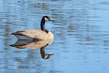 Regal Canada Goose Swimming in Slough