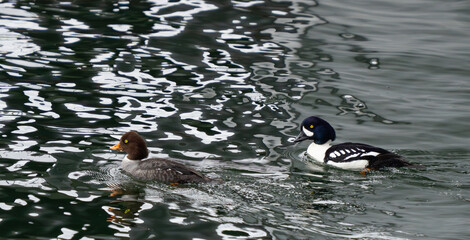 Pair of Barrow's Goldeneyes Swimming in Dappled Water
