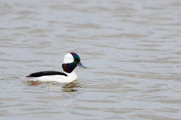 Handsome Male Bufflehead Duck in Fall Plumage