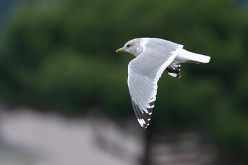 Short-Billed Gull in Graceful Flight