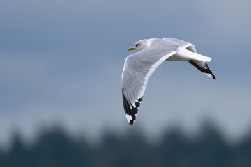 Short-Billed Gull in Graceful Flight