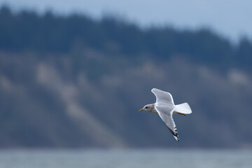 Short-Billed Gull in Graceful Flight