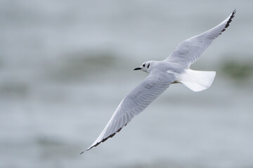 Bonaparte's Gull Wintering on Whidbey Island Washington