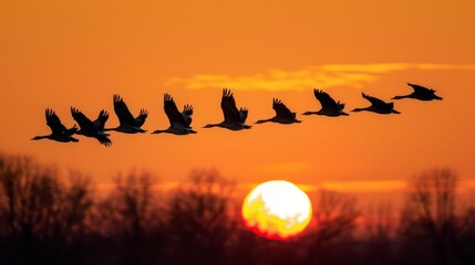 Fototapeta premium A silhouette of a group of birds flying in a Vformation against a bright orange evening sky
