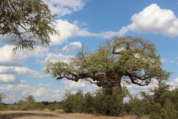 Affenbrotbaum / Baobab / Adansonia digitata