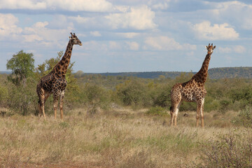 Giraffe / Giraffe / Giraffa camelopardalis