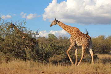 Giraffe / Giraffe / Giraffa camelopardalis