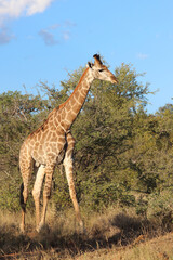 Giraffe / Giraffe / Giraffa camelopardalis