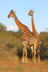 Giraffe / Giraffe / Giraffa camelopardalis
