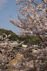 『錦帯橋と桜』山口県岩国 サクラ #日本観光　Kintai Bridge 　