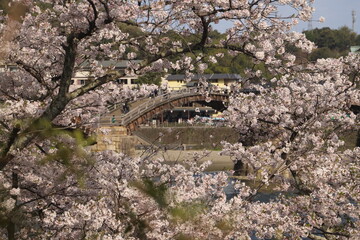 『錦帯橋と桜』山口県岩国 サクラ #日本観光　Kintai Bridge 　