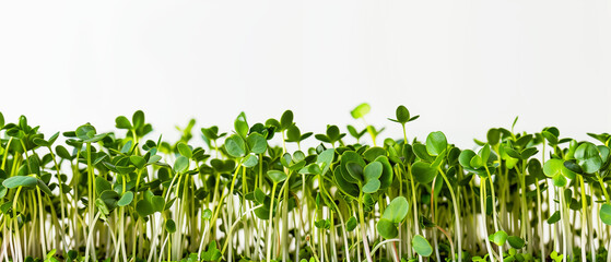 Microgreen Green Sprouts Growing on White Background