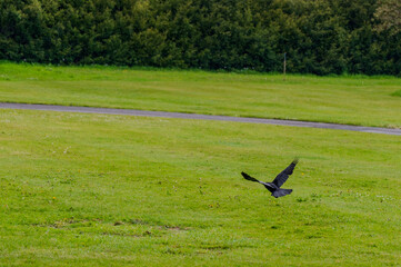 Crow Taking Flight From a Grass Meadow