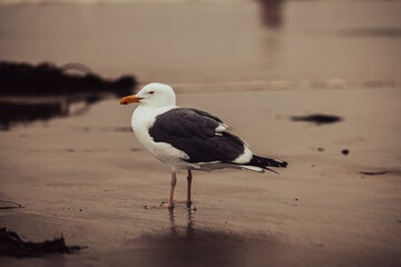 Posing Seagull