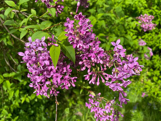 Wilder Flieder mit pink violett farbenen Blüten im Mai