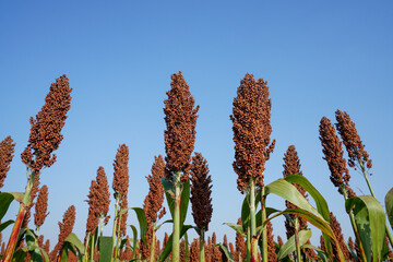 The maturing sorghum is in the farmland in North China