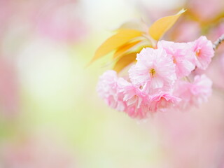 北海道の春 かわいい八重桜